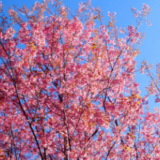 air duct spring cleaning